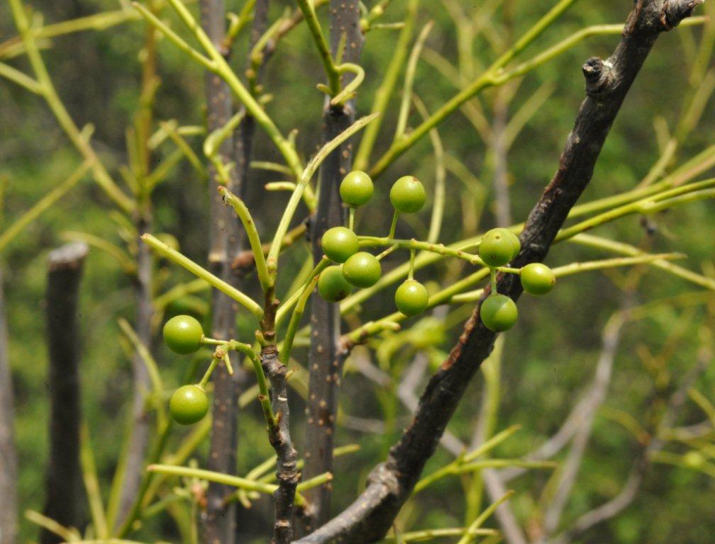Chokecherries on recently defoliated bush - May 10, 2012