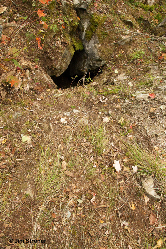 Telltale raking outside Colleen's den - Sept 17, 2012