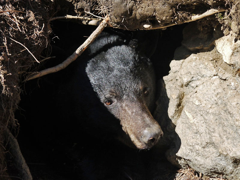 Cookie looks out of her den - April 4, 2012