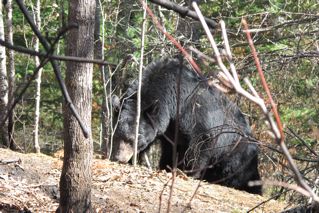 Cookie - April 11, 2012