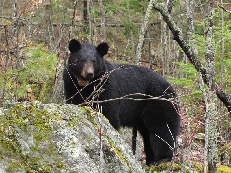 Cautious Cookie - April 22, 2012