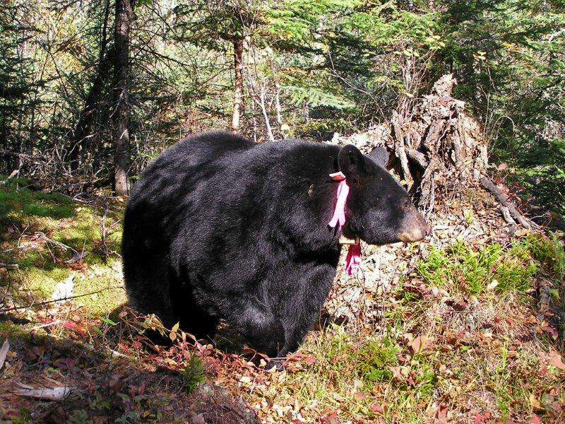 Cookie Krause_10-5-11