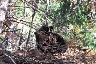 Cookies cubs - April 11, 2012