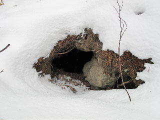 Cookies den - Jan 31, 2012