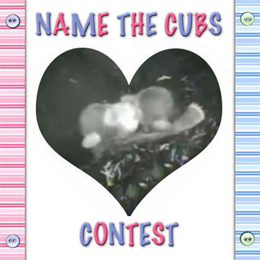 Cub_Naming_Contest_Picture_for_Posts