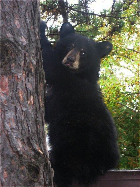 Cub at_Stny_Ridge_9-23-11