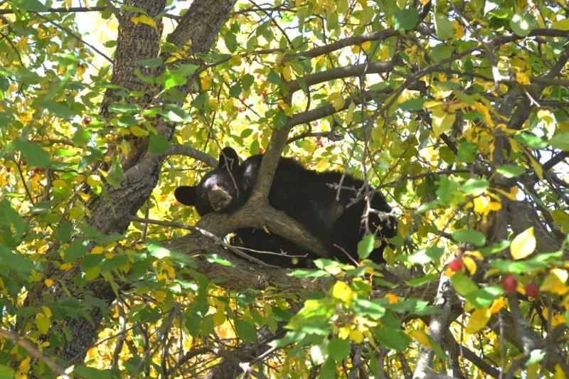 Cub in_crabapple_tree_9-30-11