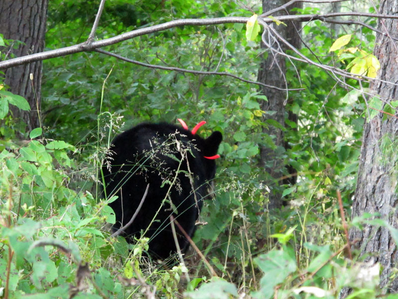 Bedecked Daisy heading out - Aug 19, 2012  