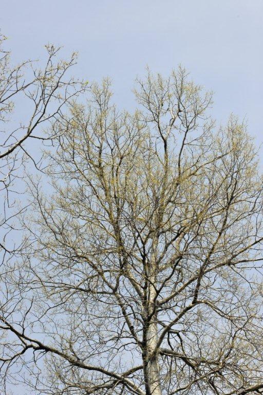 Defoliated aspen - June 10, 2012