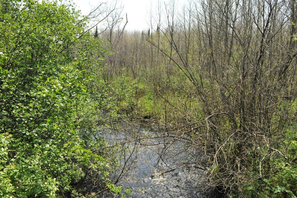 Defoliation stopped by stream - June 10, 2012