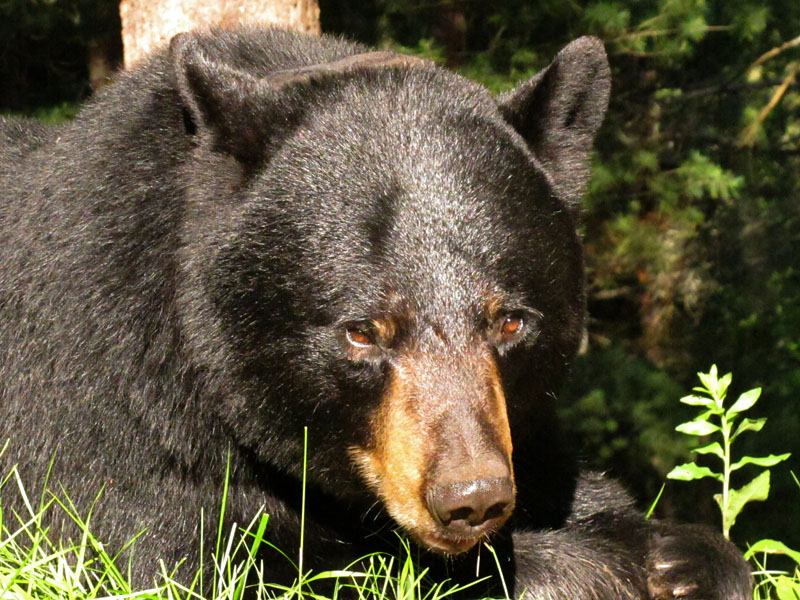 Donna - June 18, 2012