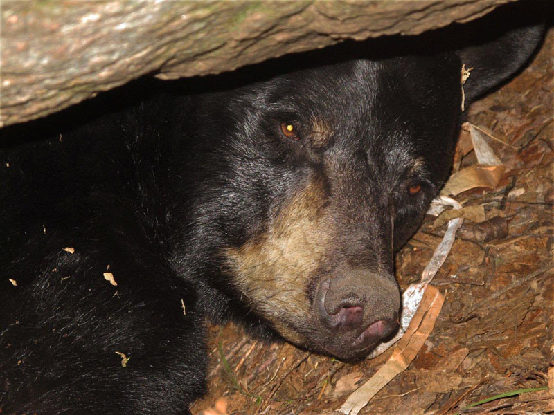 Donna bear in den - Nov 7, 2011