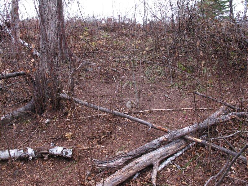 Donna den_rraked area around Donna's den - Nov 7, 2011