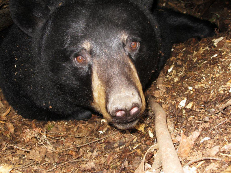  Beautiful 12-year-old Donna with her distinctively marked face  - March 20, 2012