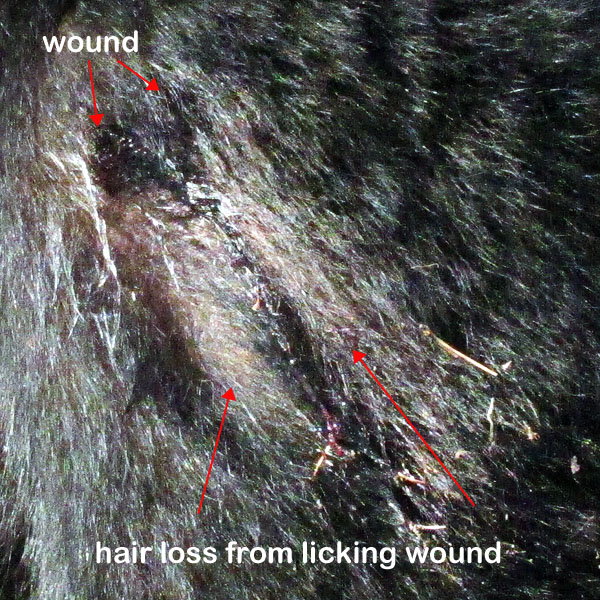 Donna's wound - June 18, 2012