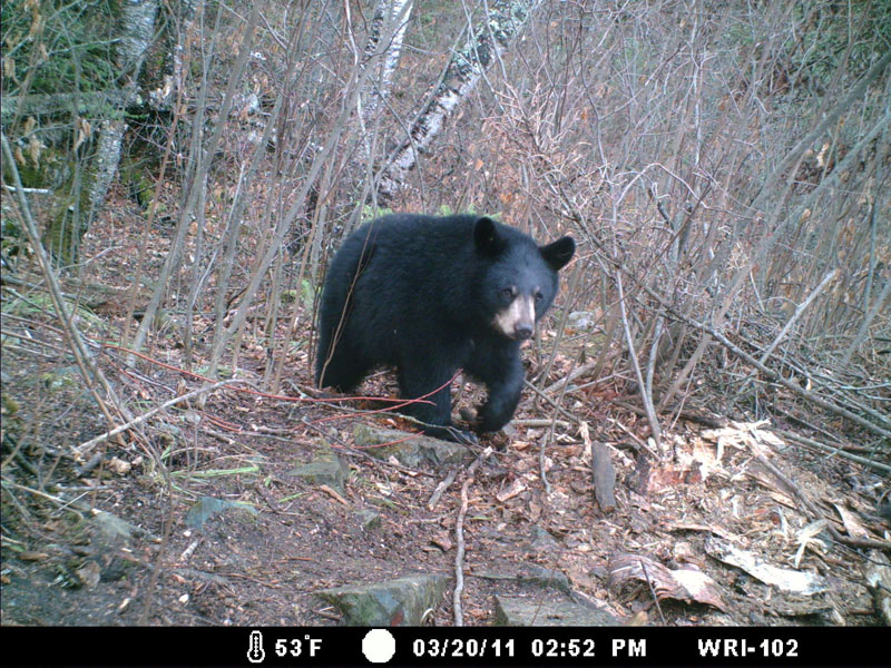 One of Donna's yearlings - March 23, 2012