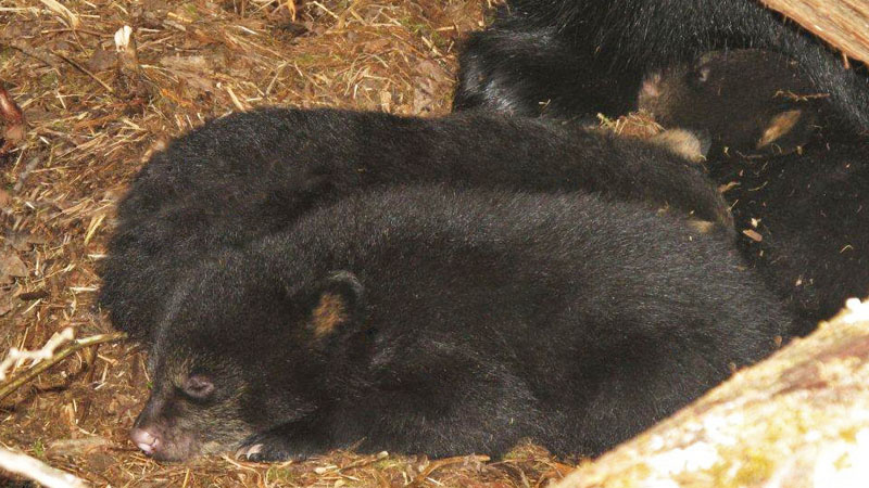 Dot's 3 sleeping cubs - March 22, 2012