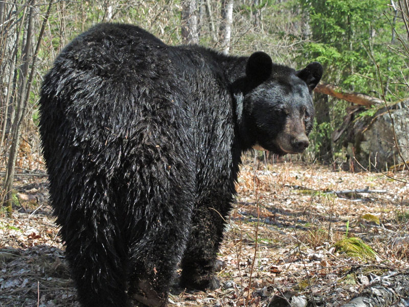 Dot looks back - April 24, 2012