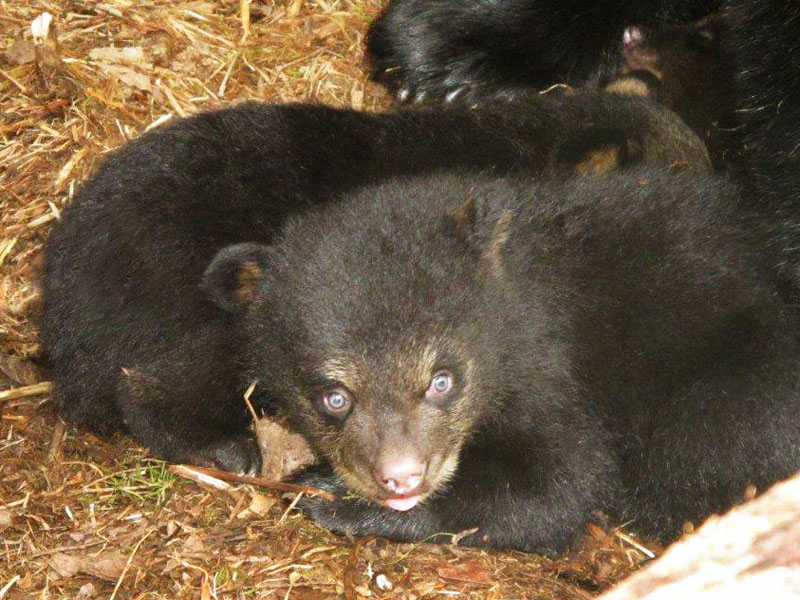 Dot's cub - March 22, 2012