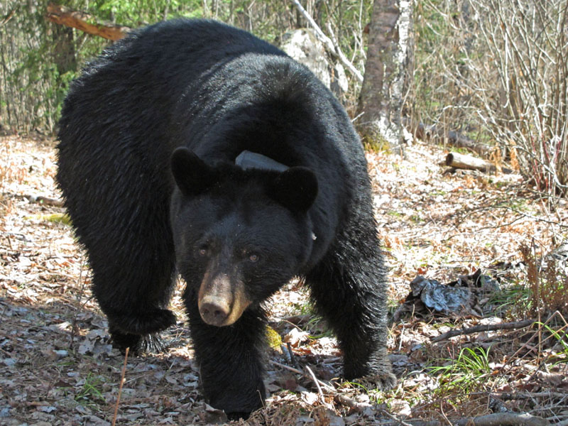 Dot - April 24, 2012