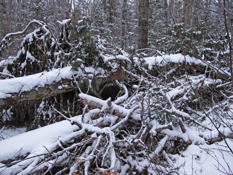 Dot's den - Nov 19, 2011