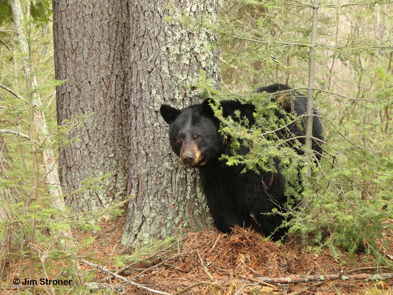 Dot and the twin pines - April 15, 2012