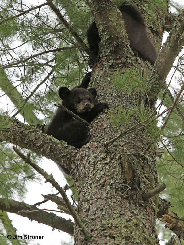 Dot's cubs high in a white pine - April 15, 2012