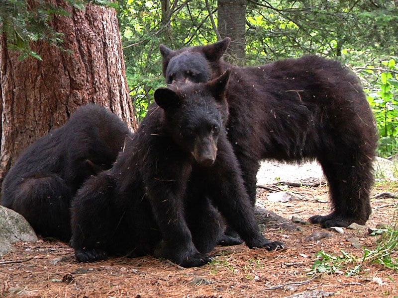 Doug_grooming_Jim_20110615