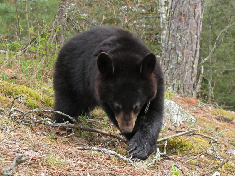 Faith forages - May 2, 2012