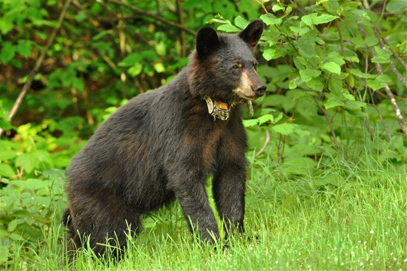 Faith is shedding her winter coat - June 15, 2012
