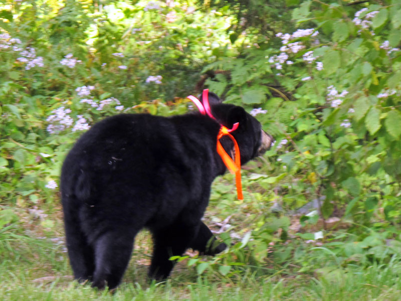 Faith walks away - Aug 20, 2012  