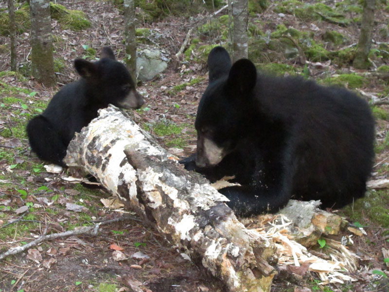 Faith_and_Hope_dig_log_-_20110703