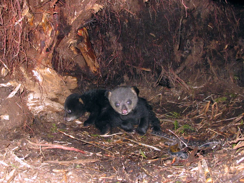 Faith_and_Jason_in_den2_-_20110327