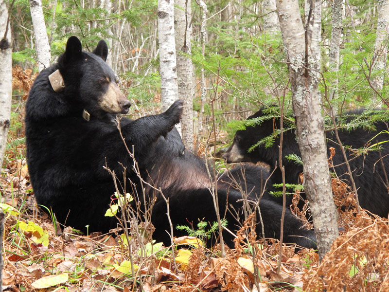 Faith attempts_to_nurse_-_20111019