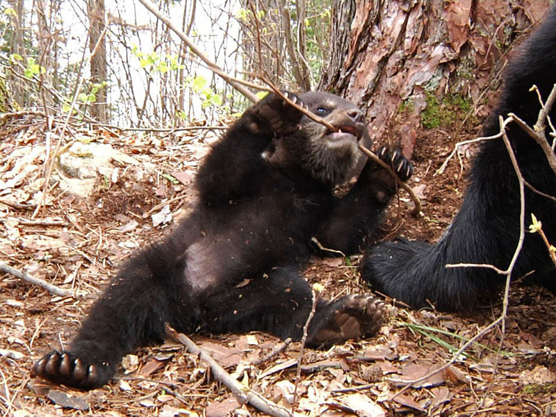 Faith_biting_stick_-_20110514