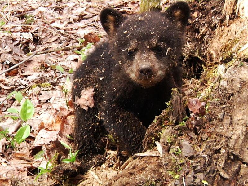 Faith_covered_in_wood_chips_-_20110520