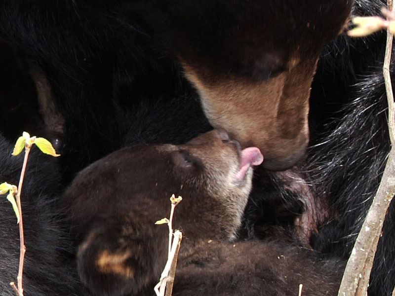 Faith_licking_Lily_-_20110514