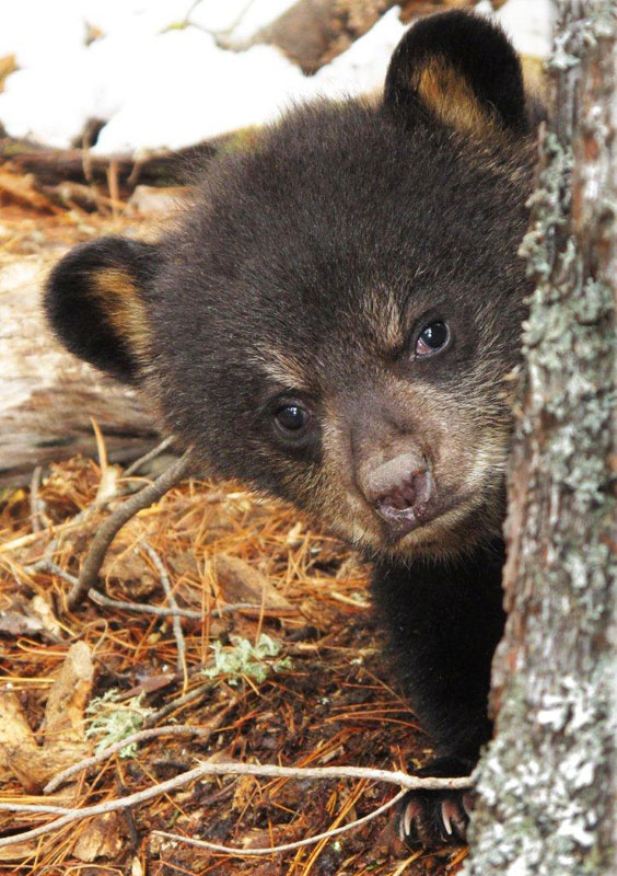 Faith_peeking_-_20110420