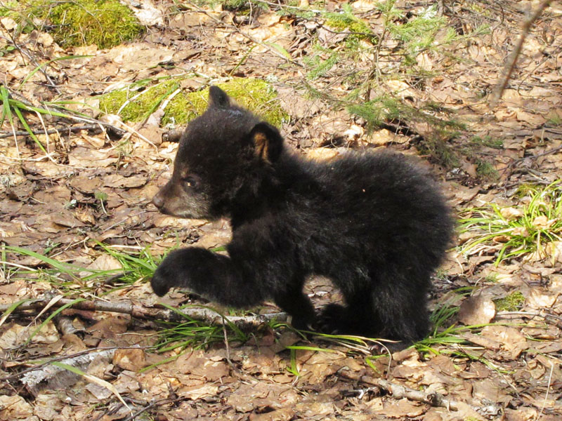 Faith_prancing_-_20110422