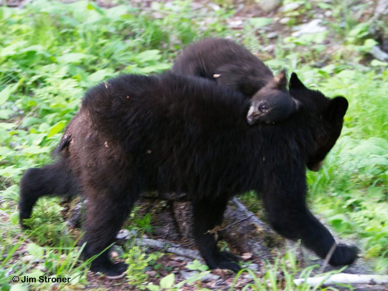 Faith_riding_Hope_-_20110611