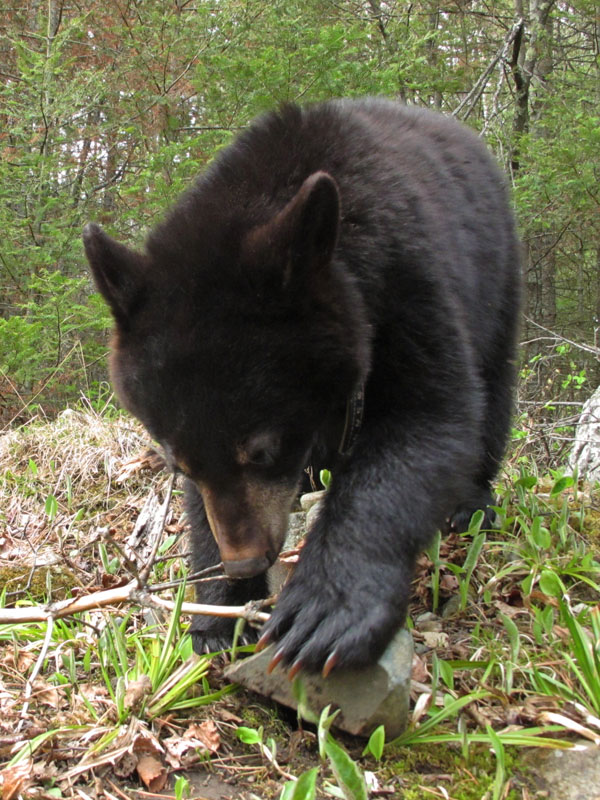 Faith flips a rock - May 2, 2012