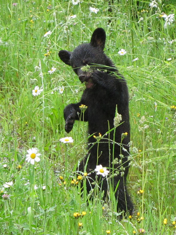 Faith_sampling_grass_seed_-_20110623