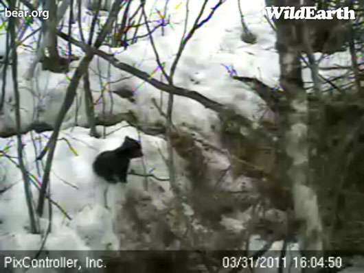 Faith_sitting_on_snow_-_20110331_160450