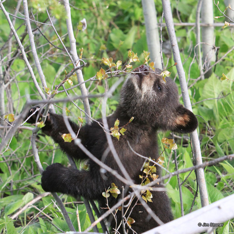 Faith_sniffing_aspen_leaves_-_20110529