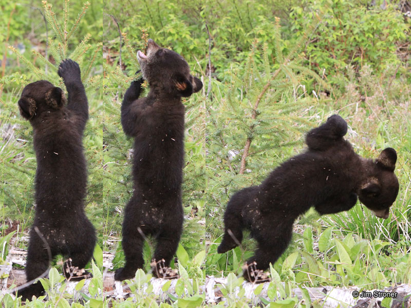 Faith_sniffing_balsam_-_20110529