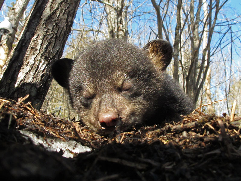 Faith_snoozing_in_the_sun_-_20110327