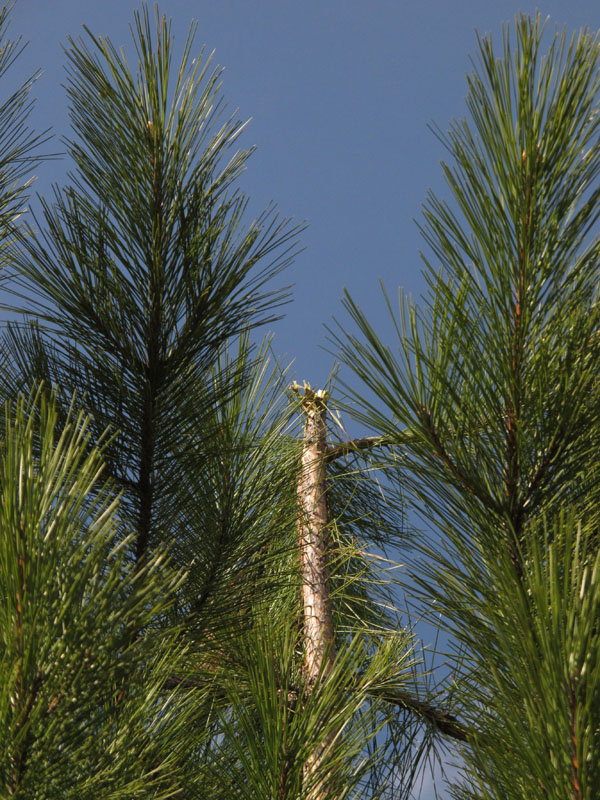 Faith bit the top off this 15' red pine - April 19, 2012