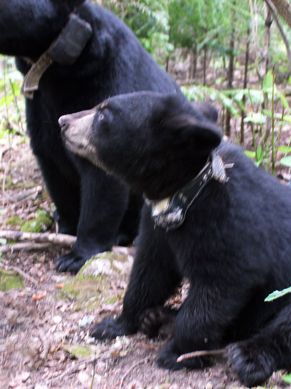 Faith_with_collar_-_20110816