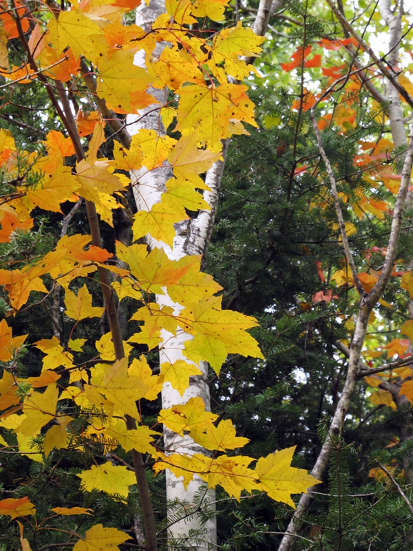 Fall colors - Sept 25, 2012