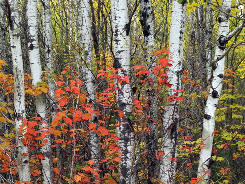 Fall colors - Sept 25, 2012